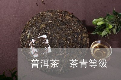 普洱茶 茶青等级/2023041016057